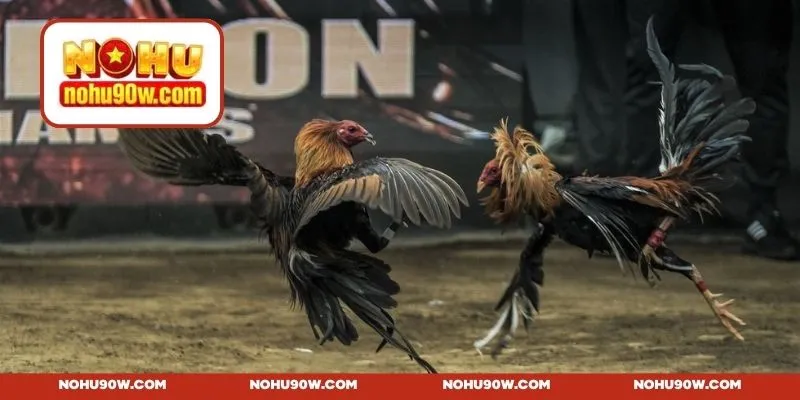 Bật mí chiến lược chọi kê chuẩn cho người mới