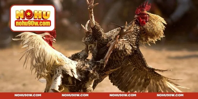 Hình thức chọi cựa sắt kịch tính và cuốn hút