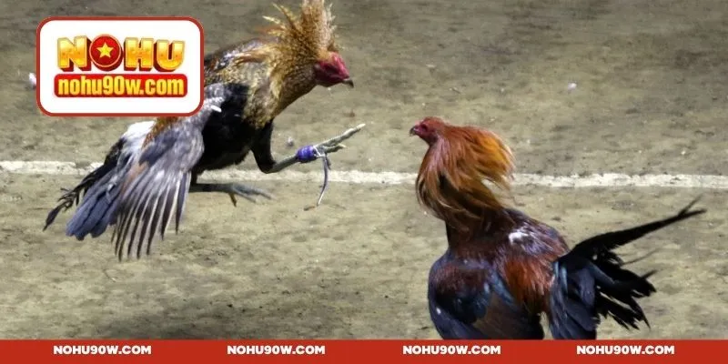 Thiết kế giao diện chuẩn với chất lượng truyền tải 4K