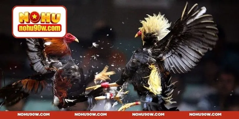 Ưu điểm nổi bật của trang web MCW đá gà